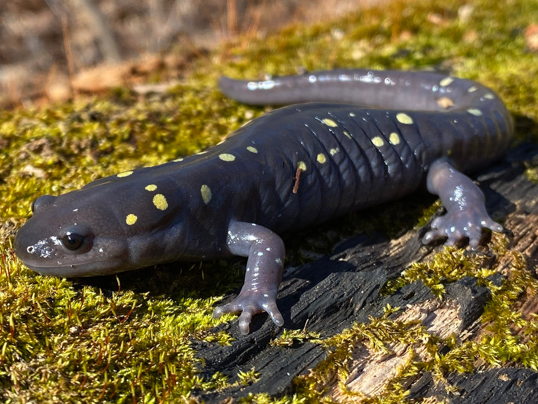 Photo Print - Spotted Salamander